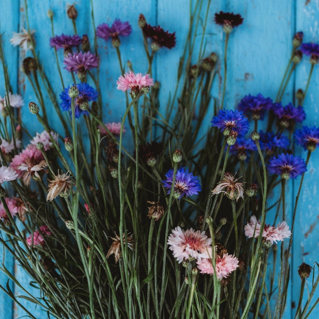 Bachelor's Button Cornflower Mix Seeds