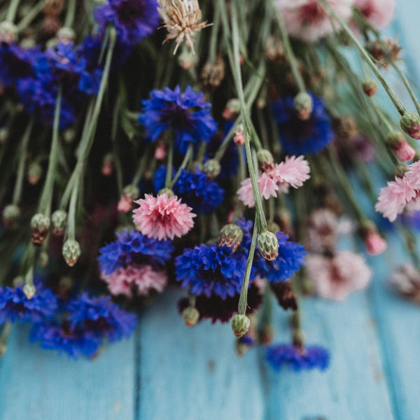 Bachelor's Button Polka Dot Cornflower Mix