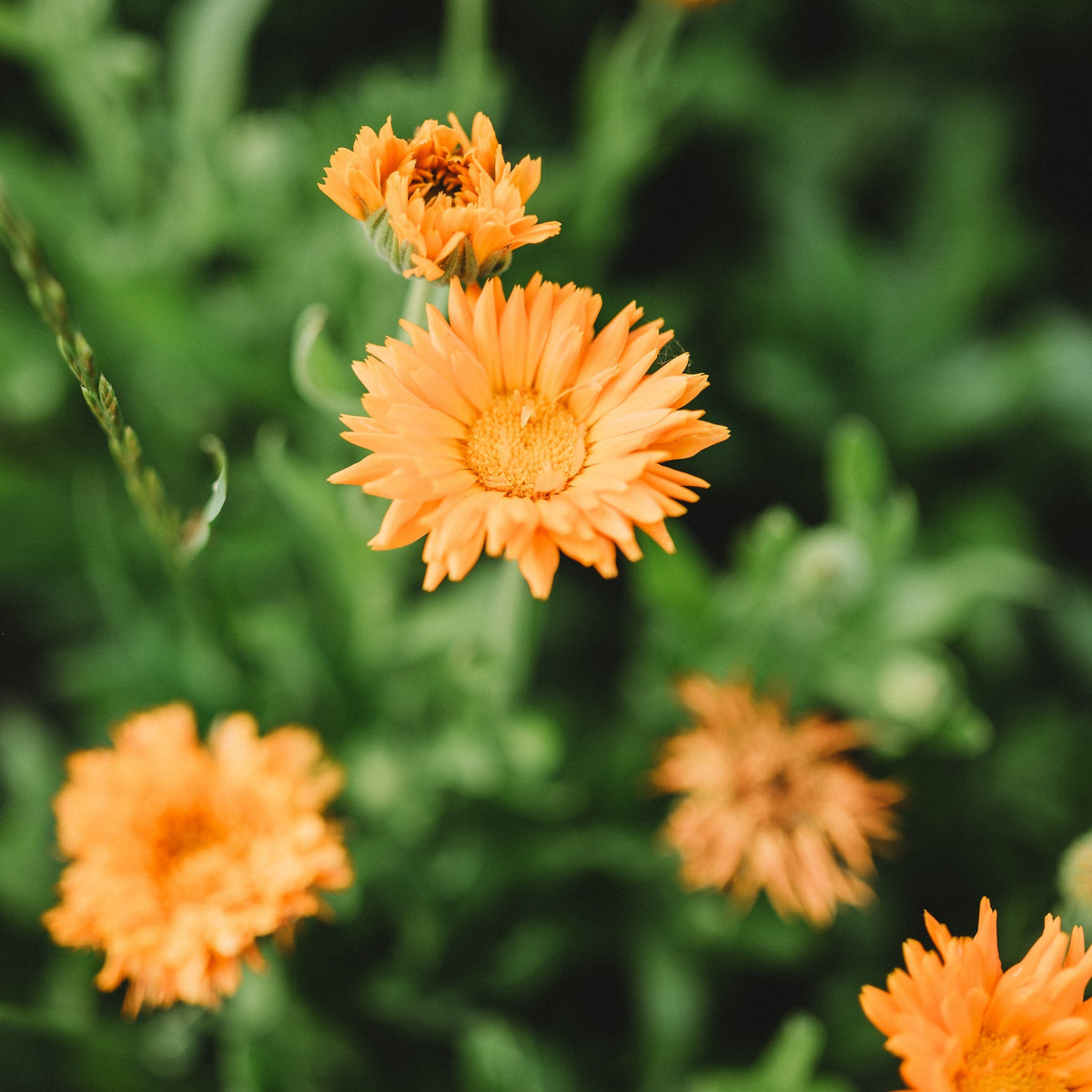 Ball&#39;s Orange Calendula