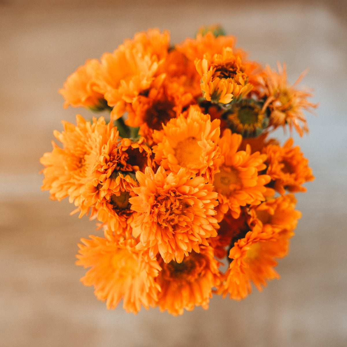 Ball&#39;s Orange Calendula