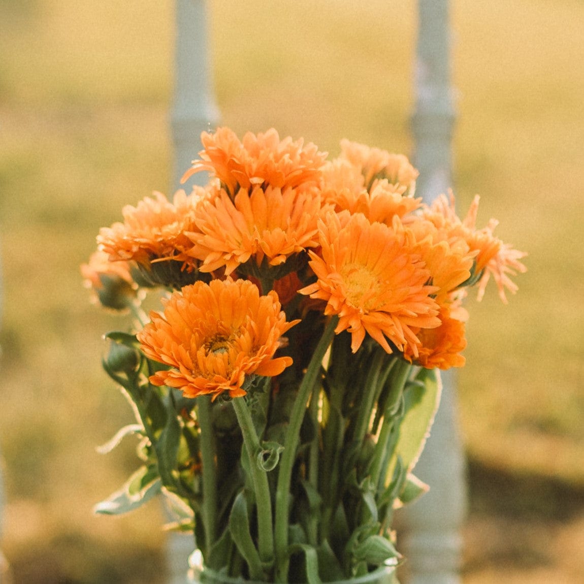 Ball&#39;s Orange Calendula