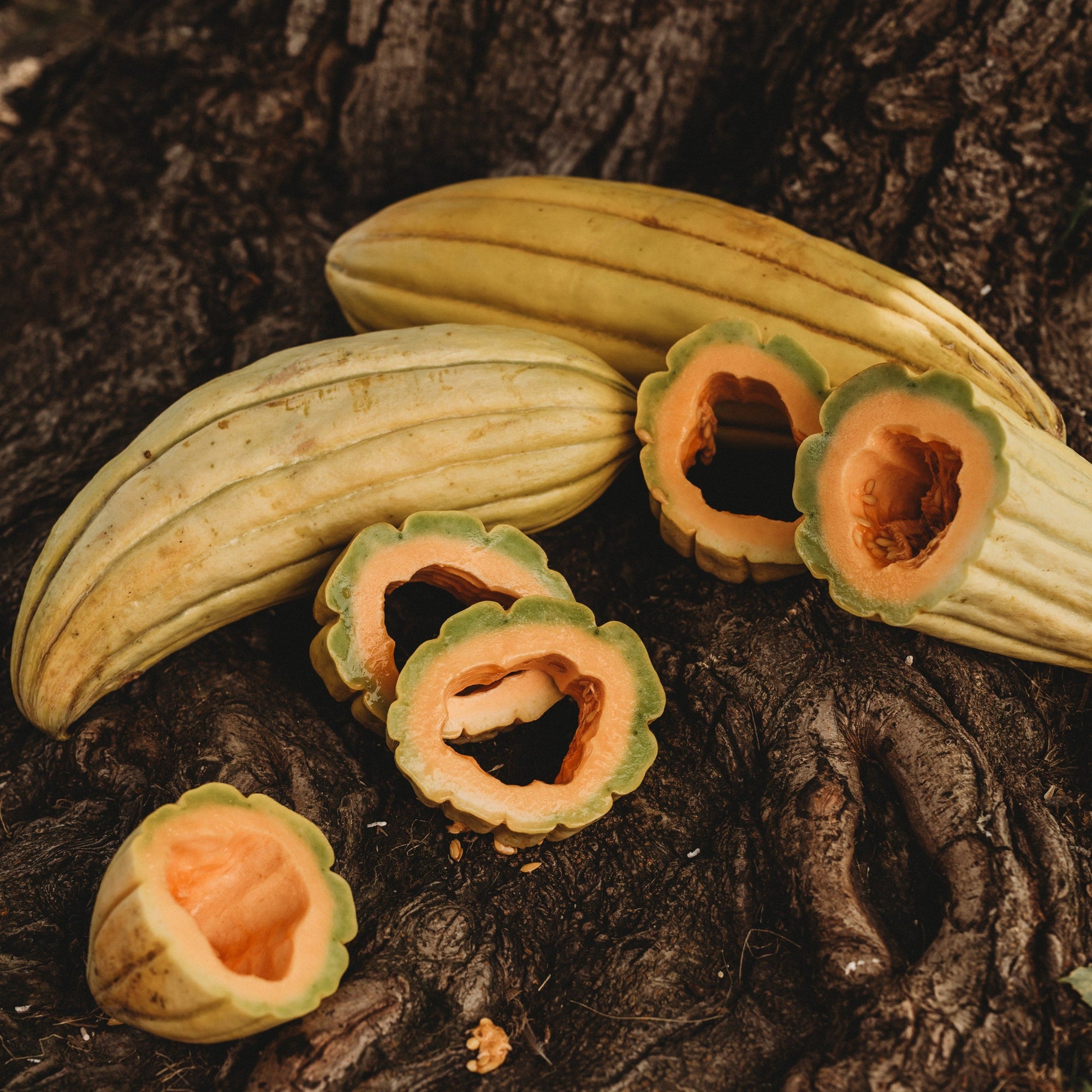 plant banana seeds Banana Melon