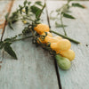 Beam's Yellow Pear Heirloom Cherry Tomato