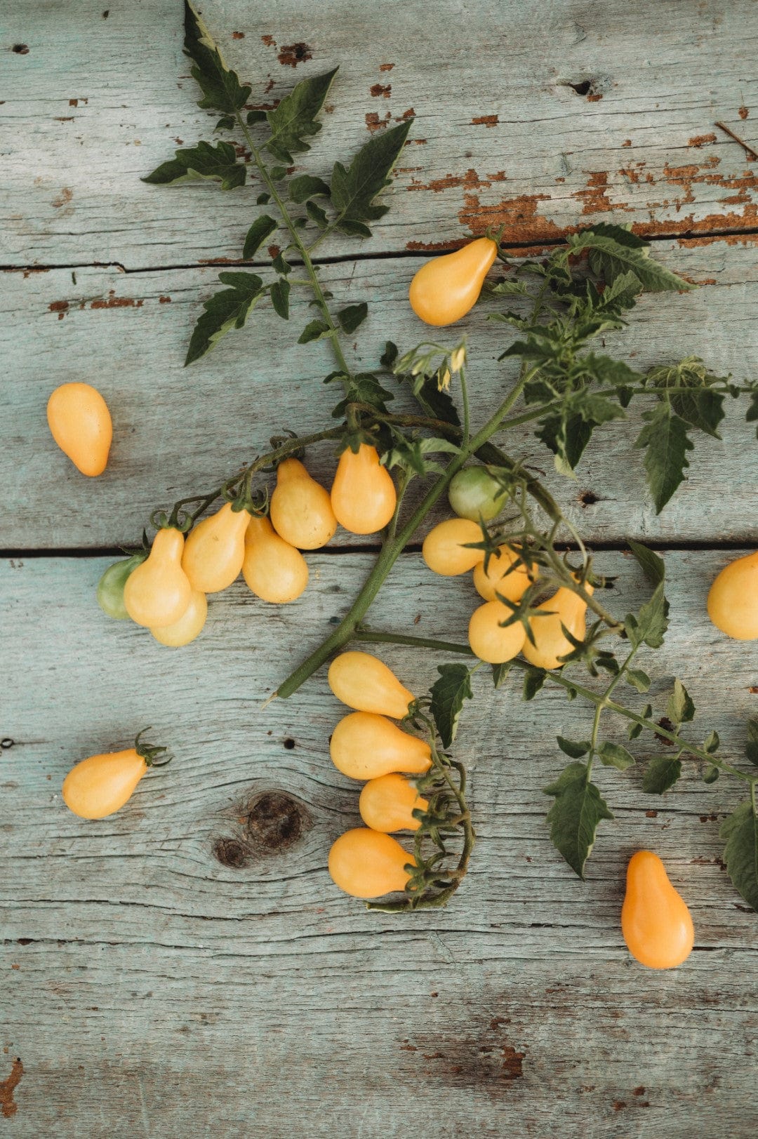 Beam&#39;s Yellow Pear Heirloom Cherry Tomato