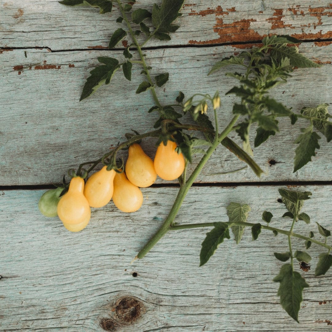 Beam&#39;s Yellow Pear Heirloom Cherry Tomato