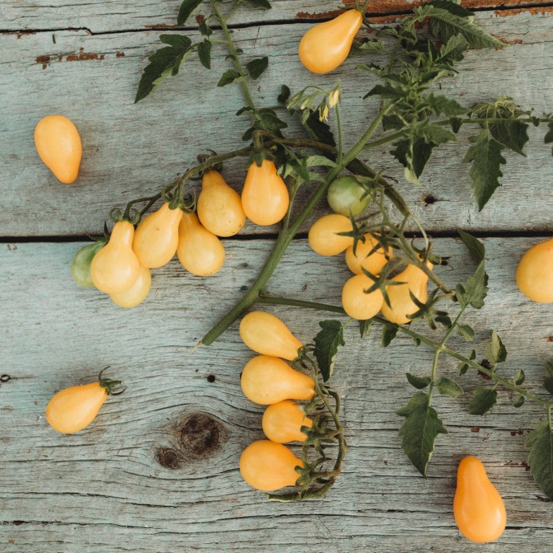 Beam&#39;s Yellow Pear Heirloom Cherry Tomato