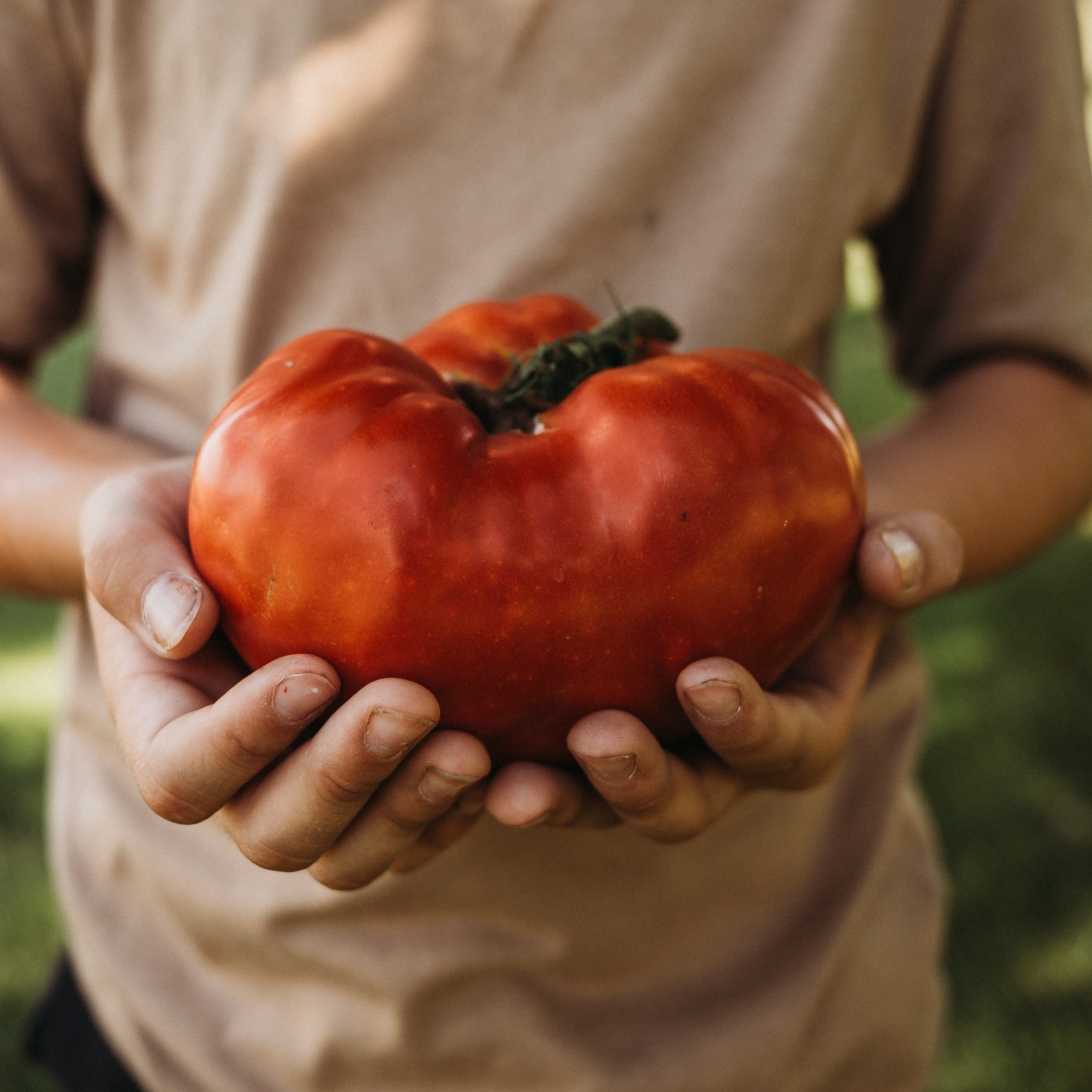 Low Acid Tomatoes - Thresh Seed Co.