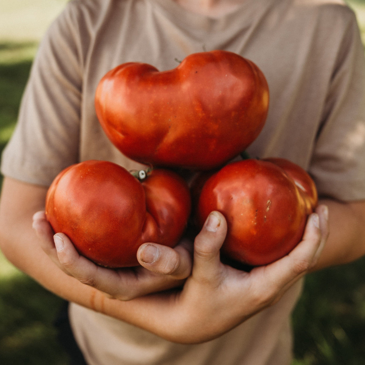 Beefsteak Tomato
