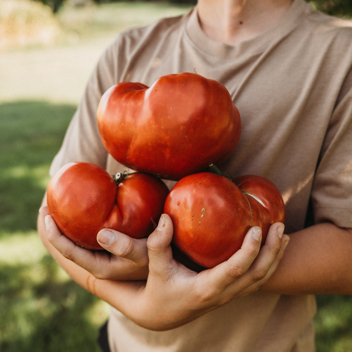 Beefsteak Tomato