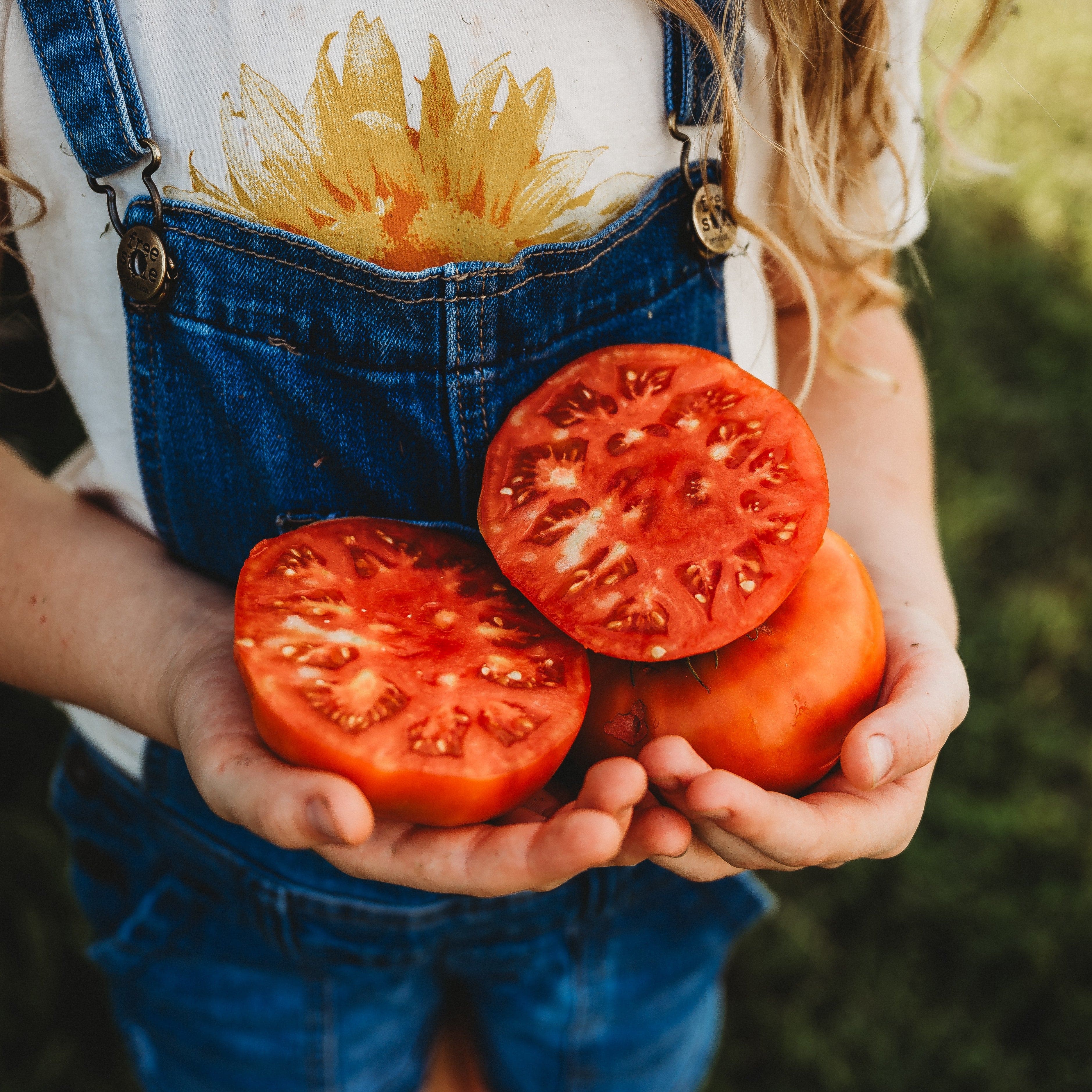 Beefsteak Tomato - Thresh Seed Co.