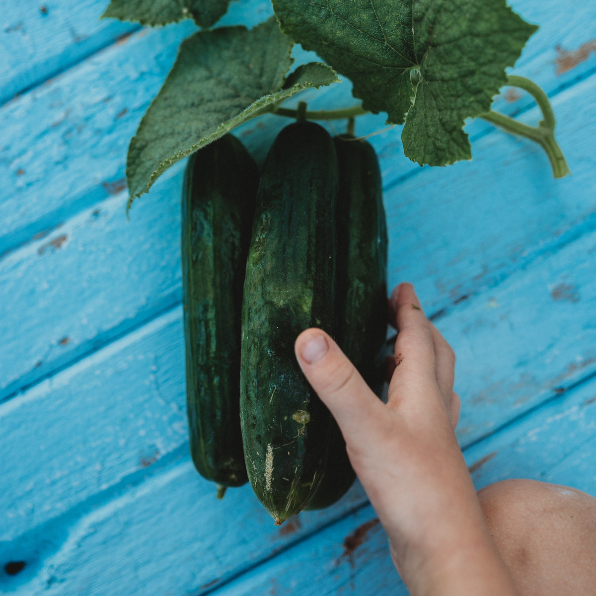 Beit Alpha Cucumber