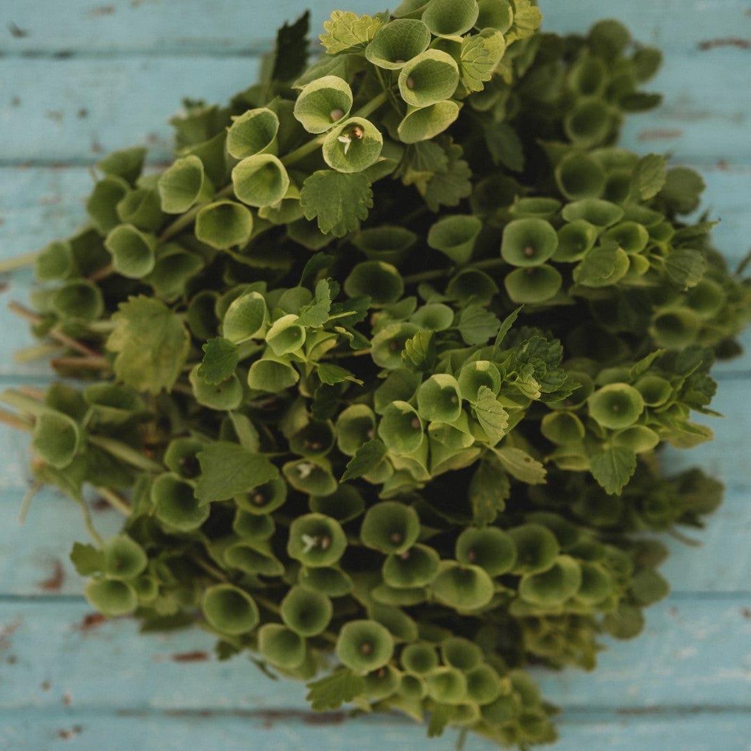 Bells of Ireland Seeds