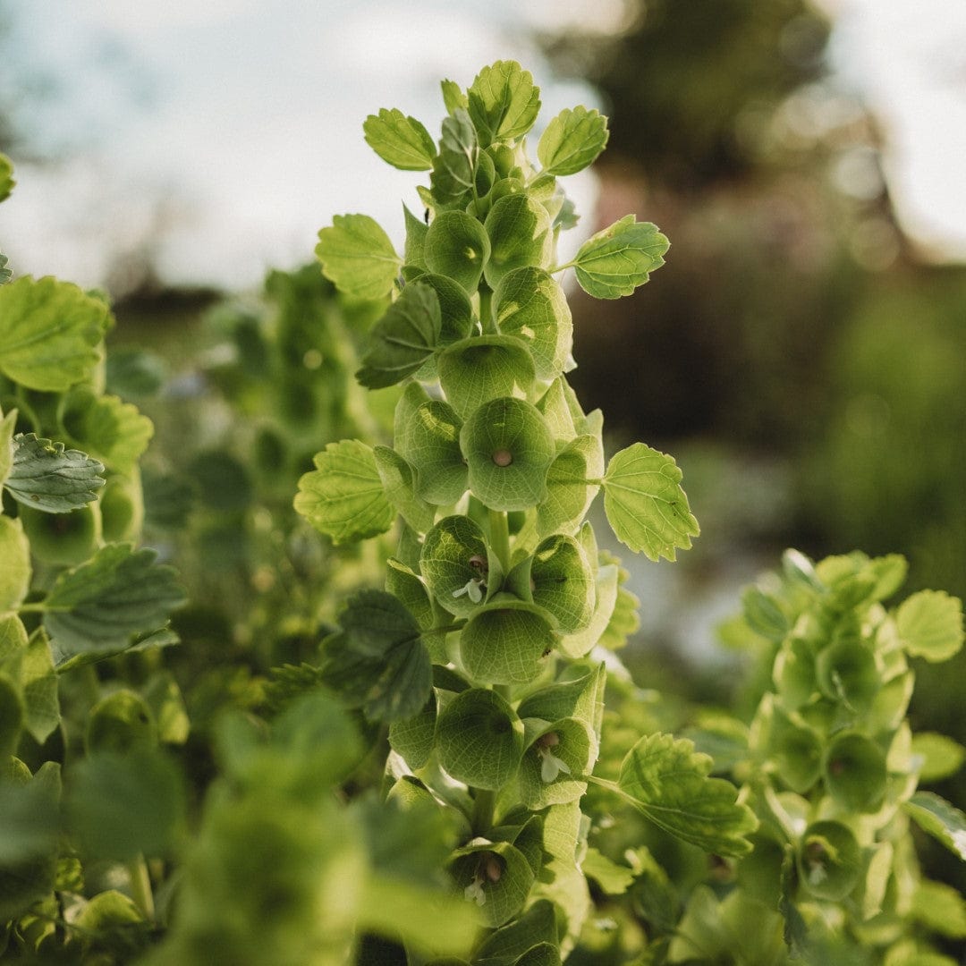 Bells of Ireland Seeds