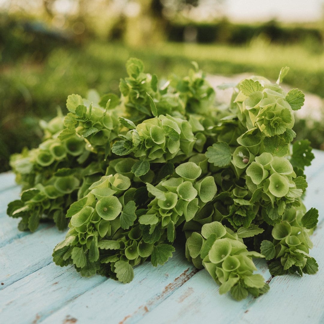 Bells of Ireland Seeds