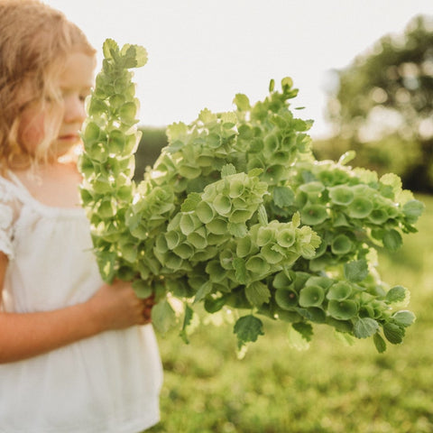 Bells of Ireland Seeds