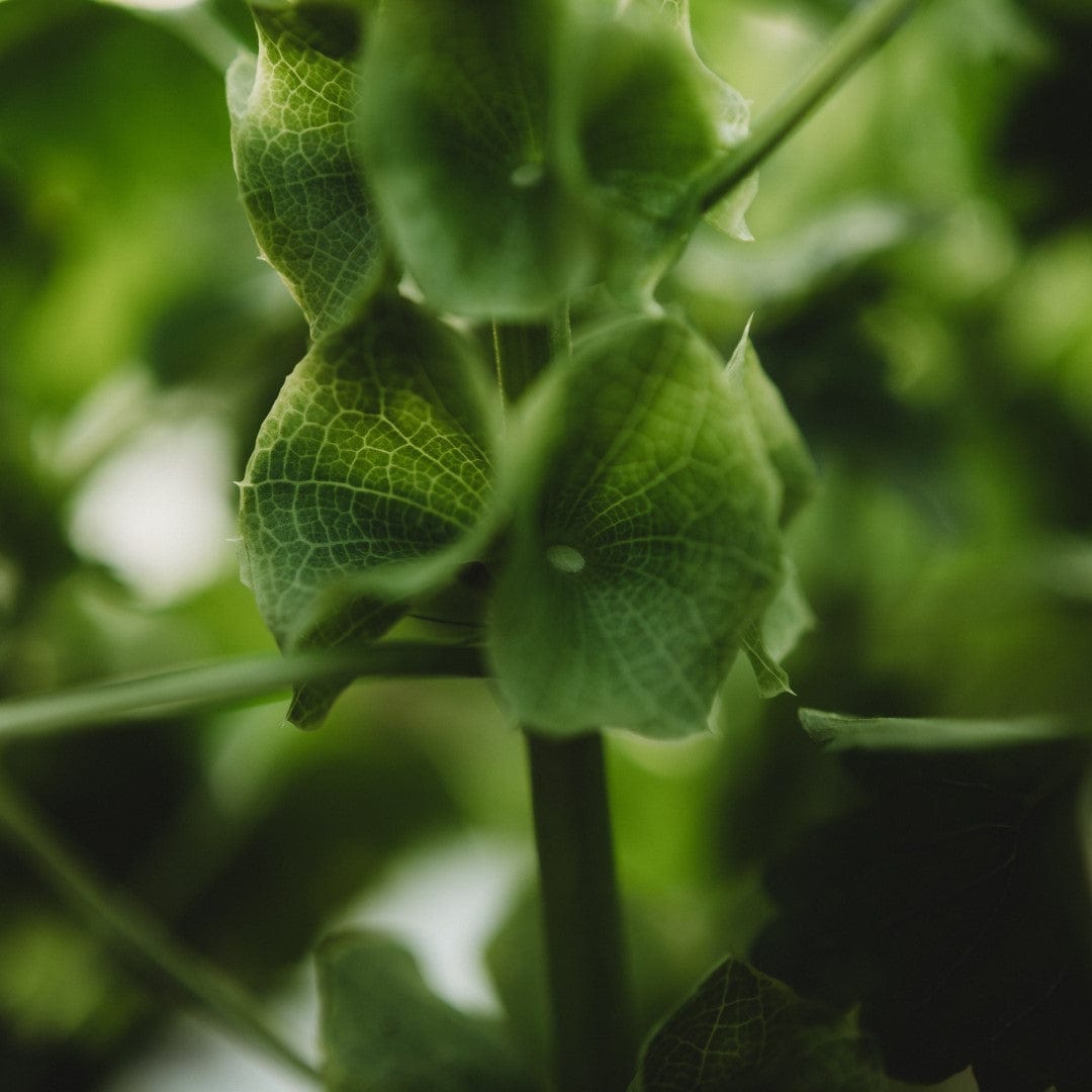 Bells of Ireland