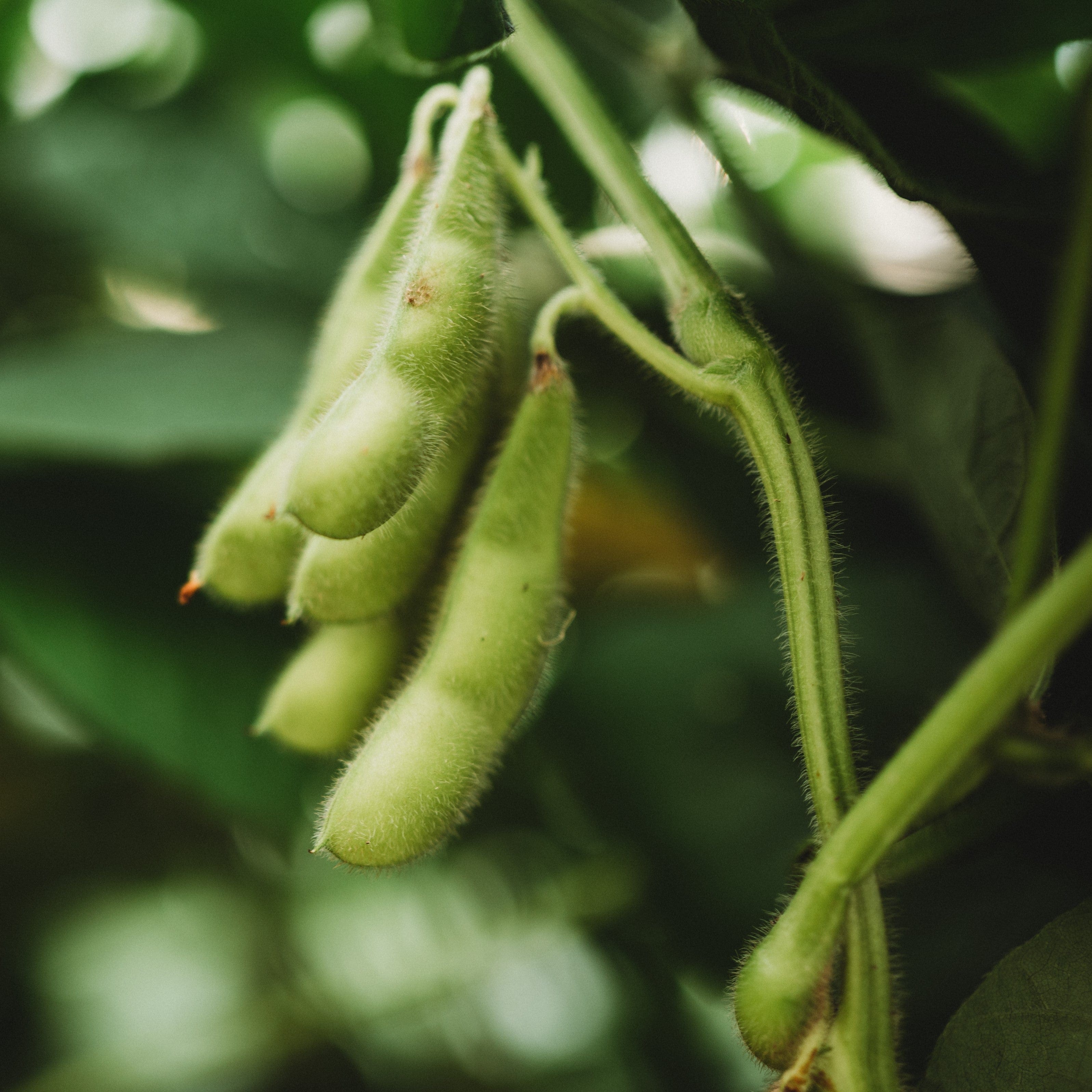 BeSweet Edamame - Thresh Seed Co.