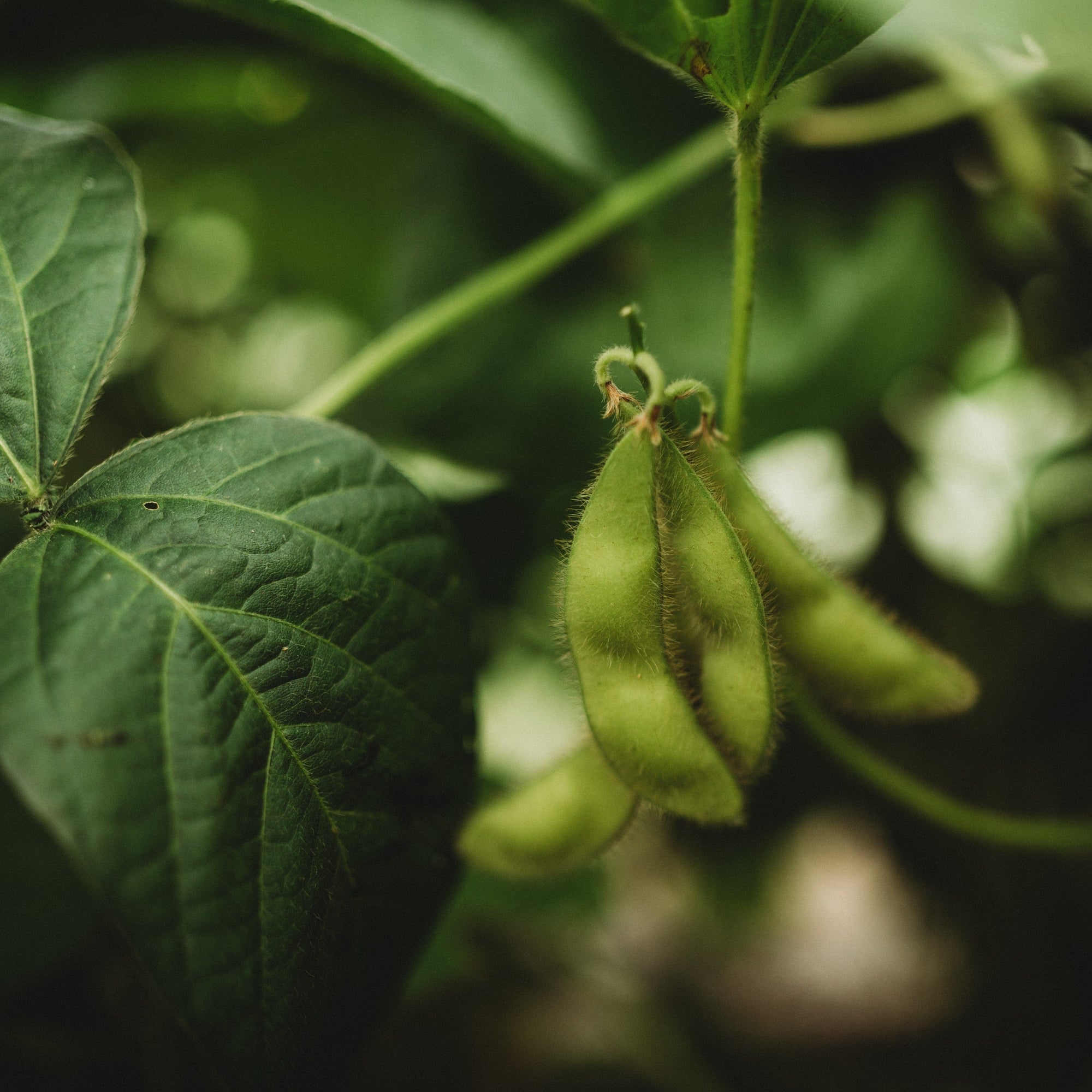 edamame seeds for planting BeSweet Edamame
