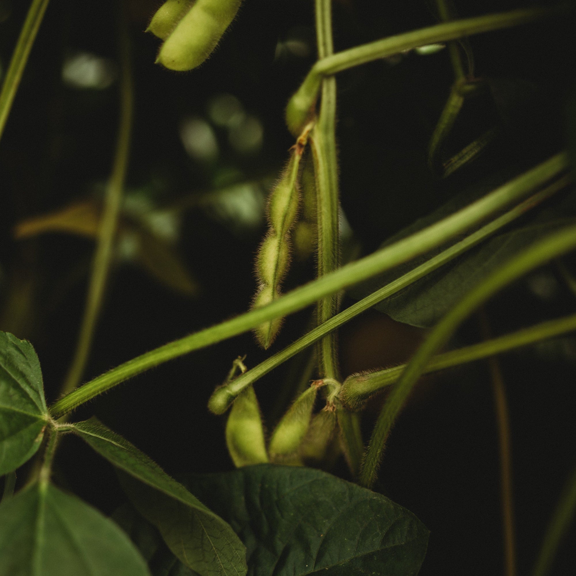 edamame plant in pot BeSweet Edamame
