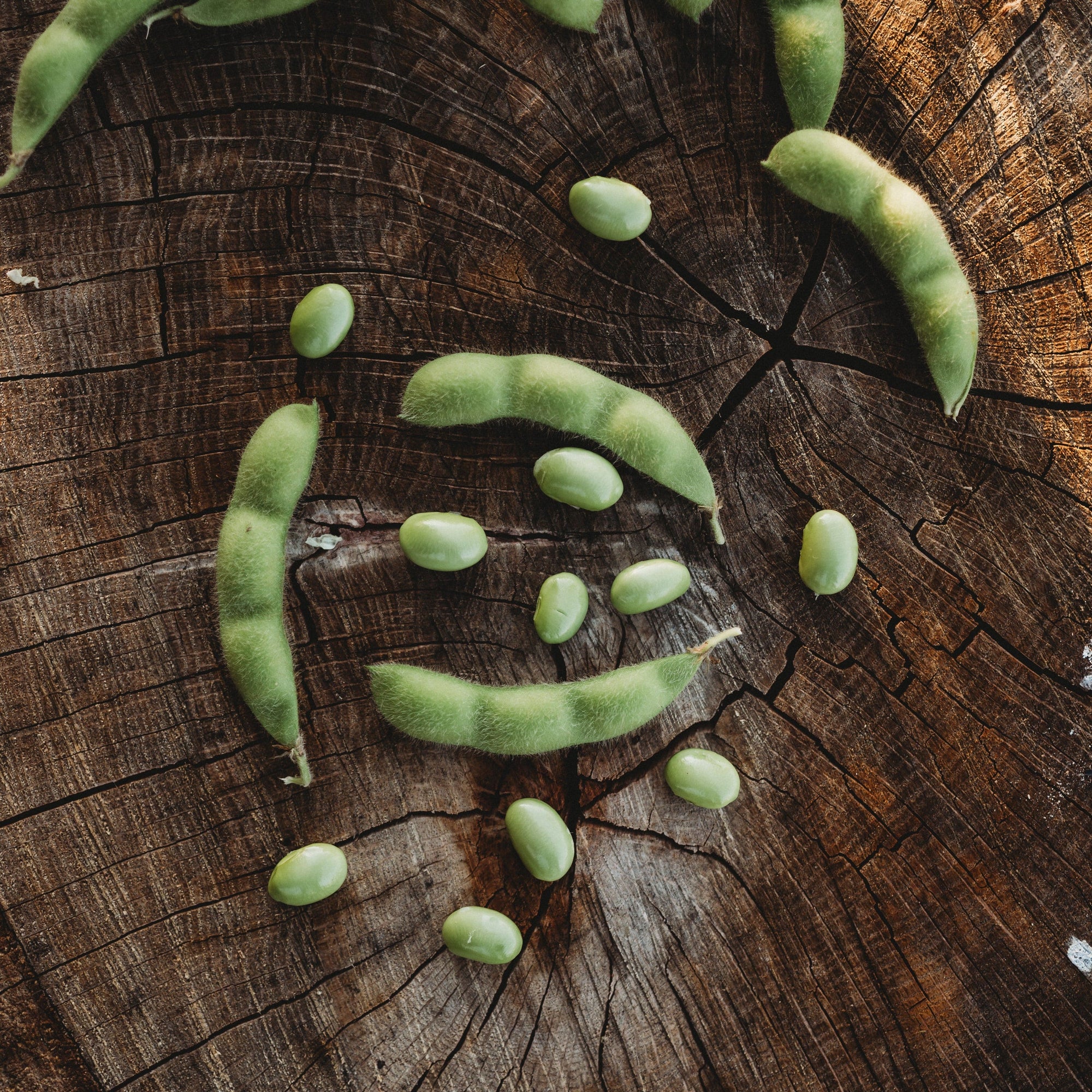 where to buy edamame seeds for planting BeSweet Edamame
