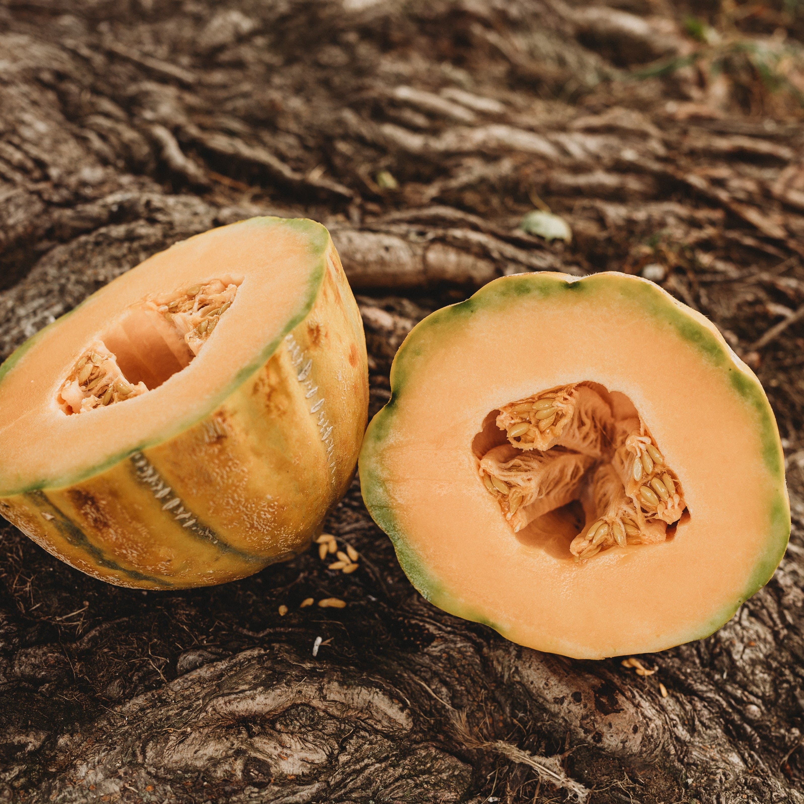 Bidwell Casaba Melon - Thresh Seed Co.