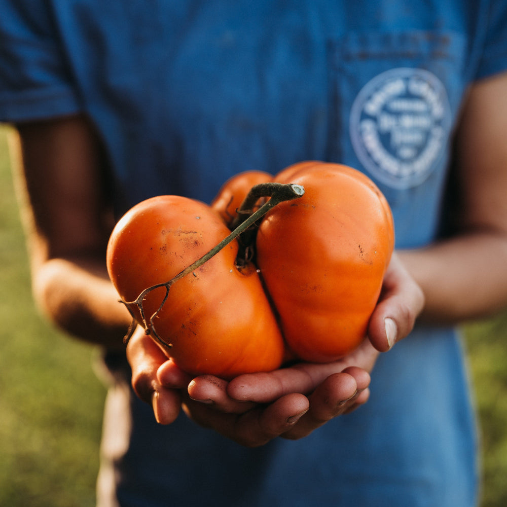Big Elmer Tomato