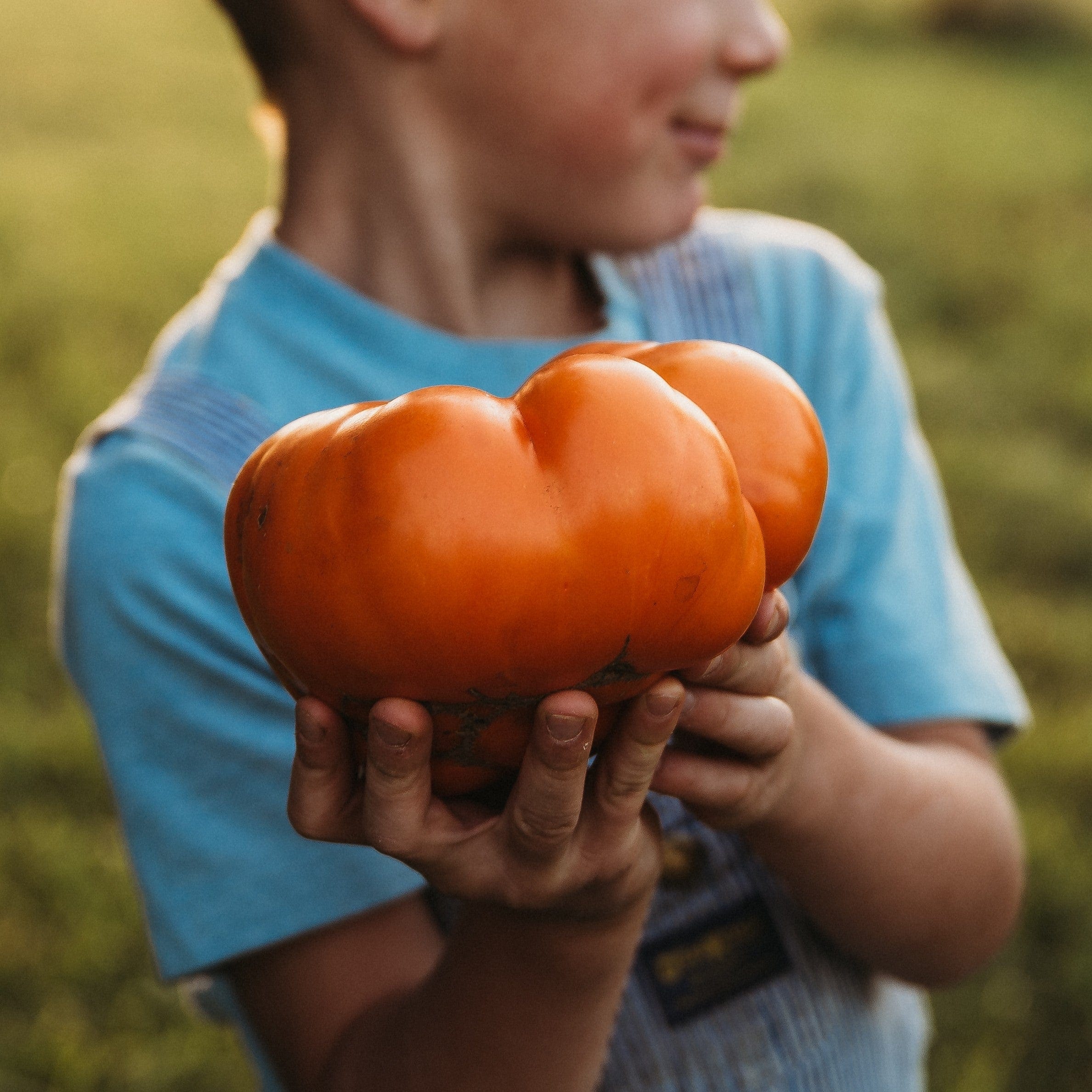 Big Elmer Tomato - Thresh Seed Co.