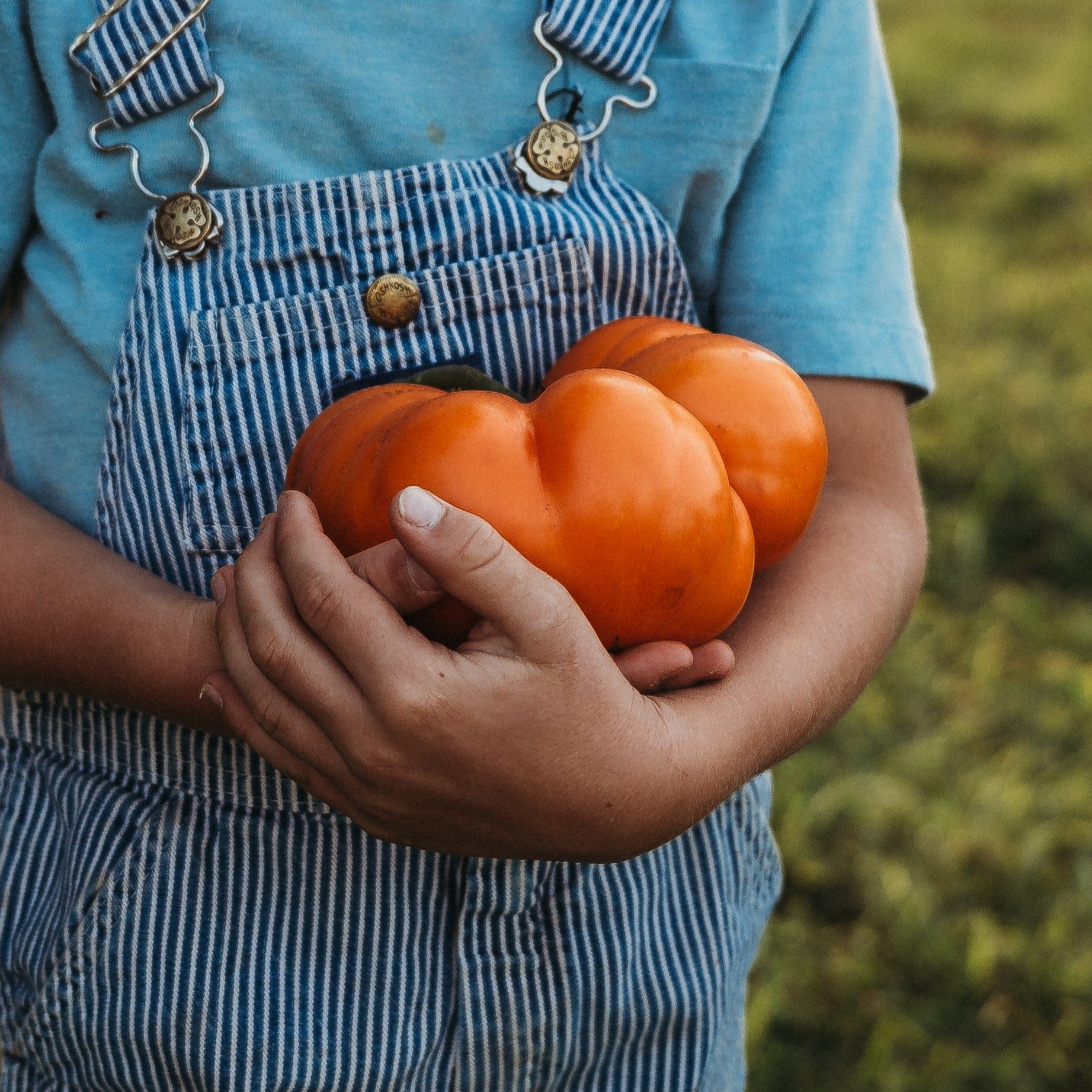 Big Elmer Tomato - Thresh Seed Co.