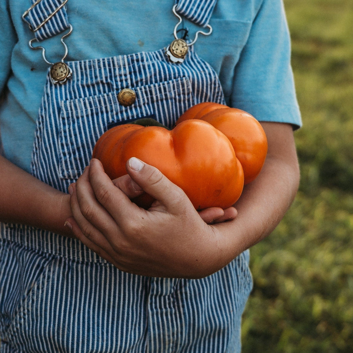 Big Elmer Tomato