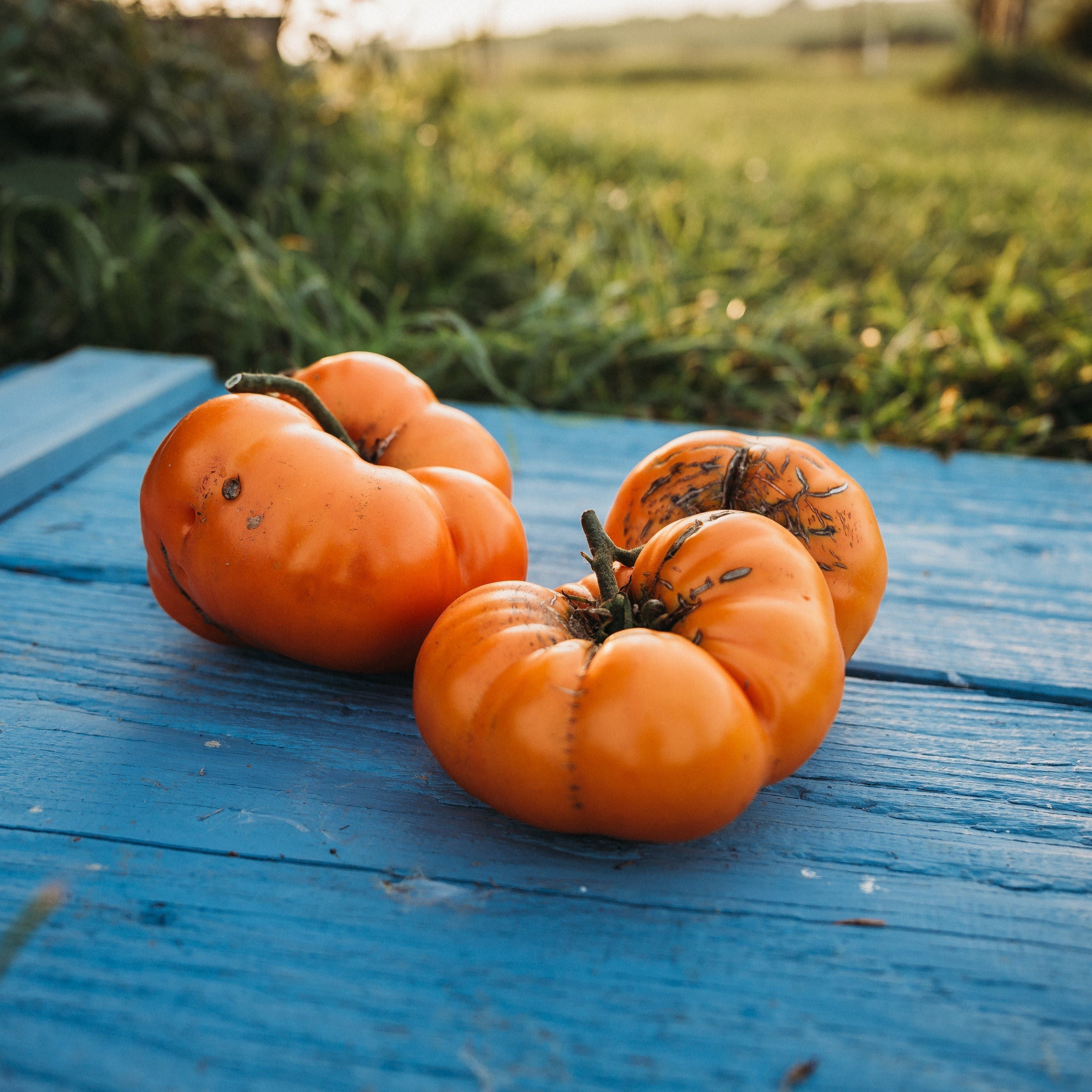 トイガン TOMATO Big Elmer Tomato - Thresh Seed Co.