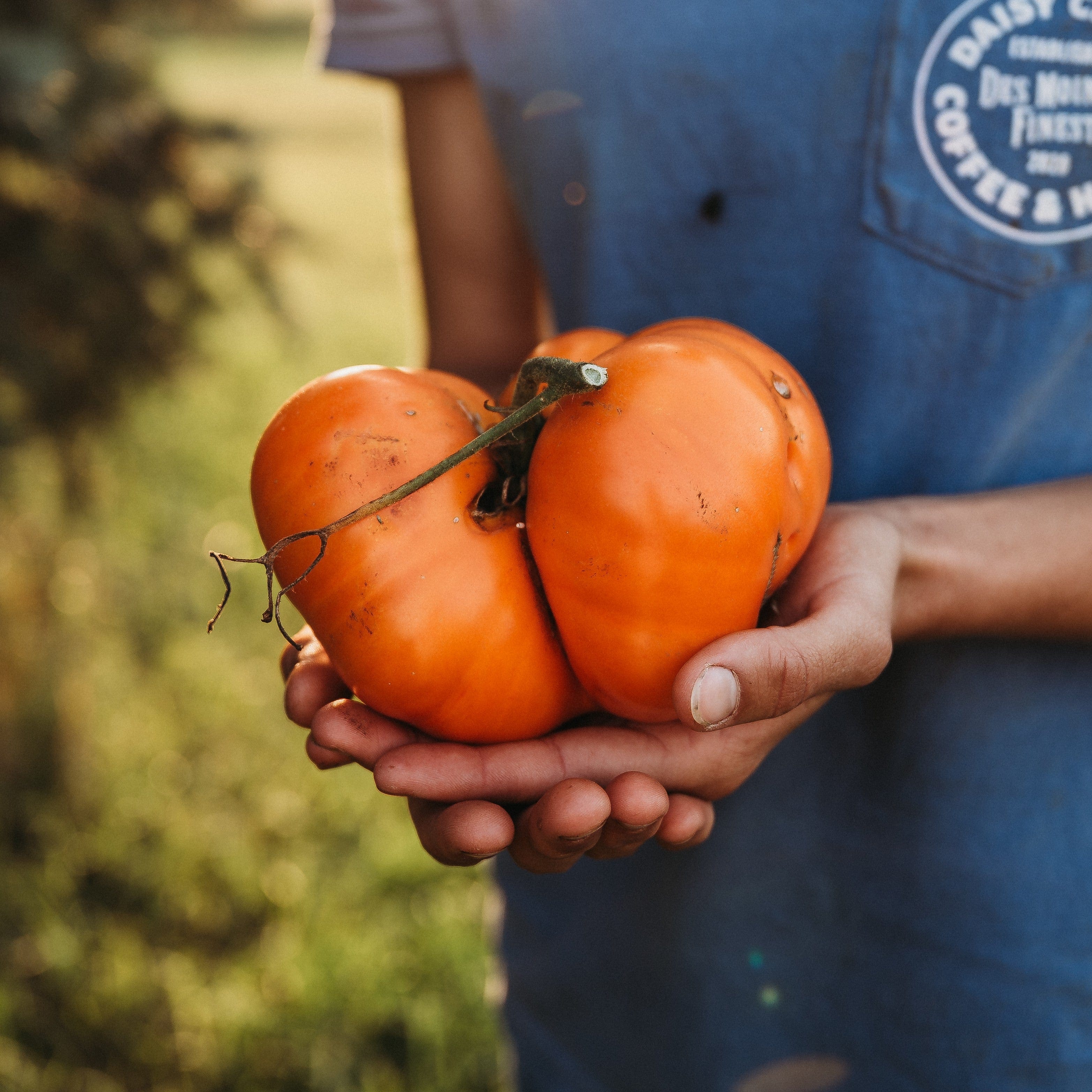 トイガン TOMATO Big Elmer Tomato - Thresh Seed Co.