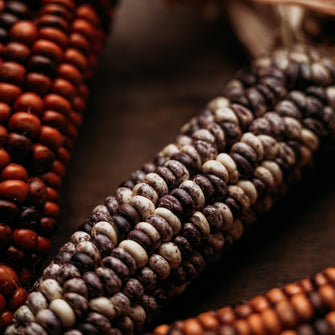 Big Horse Spotted Corn