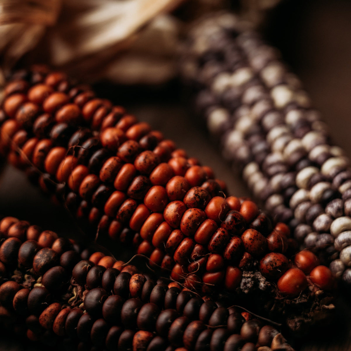 Big Horse Spotted Corn