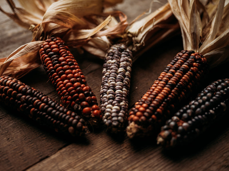 Big Horse Spotted Corn