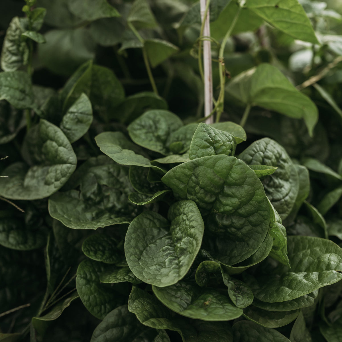 Big Round Leaf Malabar Spinach