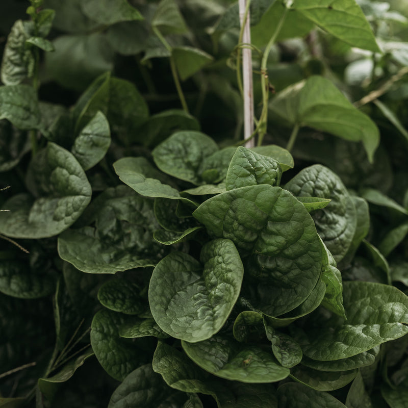 Big Round Leaf Malabar Spinach