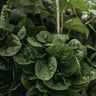Big Round Leaf Malabar Spinach