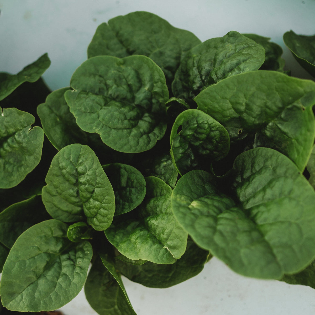Big Round Leaf Malabar Spinach
