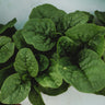 Big Round Leaf Malabar Spinach