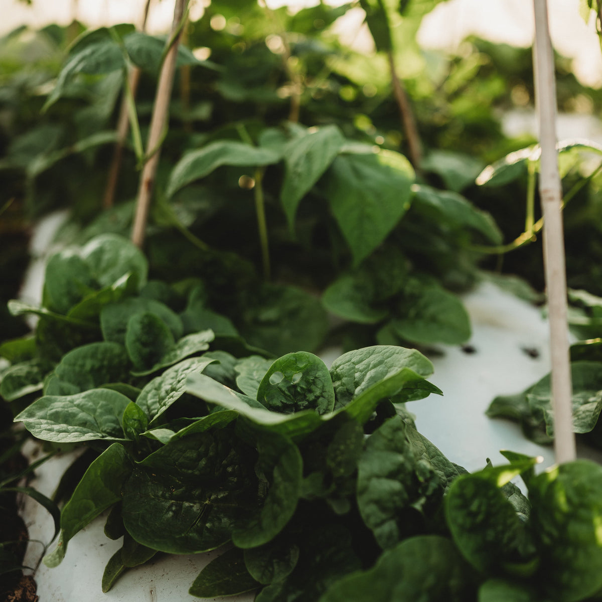 Big Round Leaf Malabar Spinach