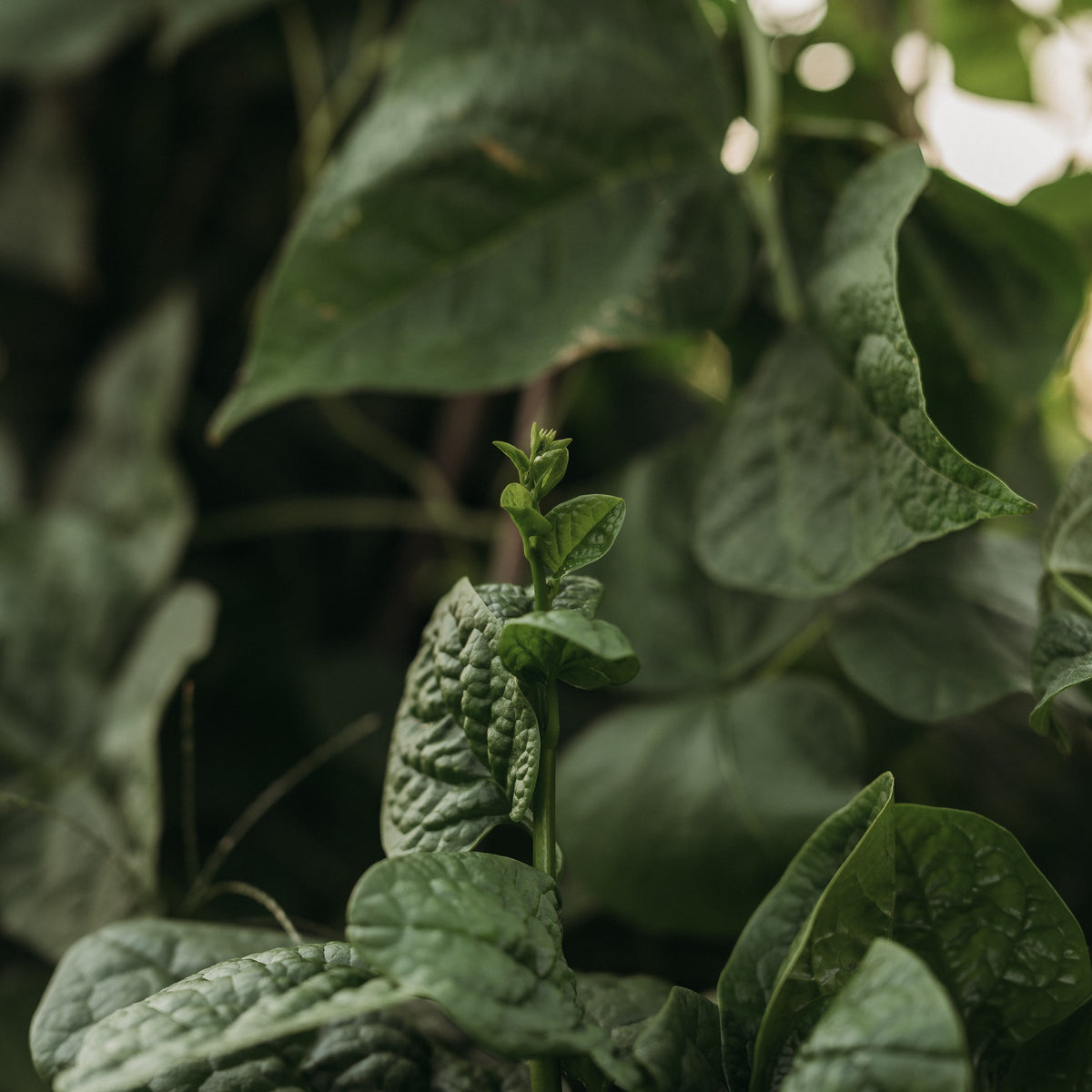 Big Round Leaf Malabar Spinach