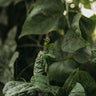Big Round Leaf Malabar Spinach