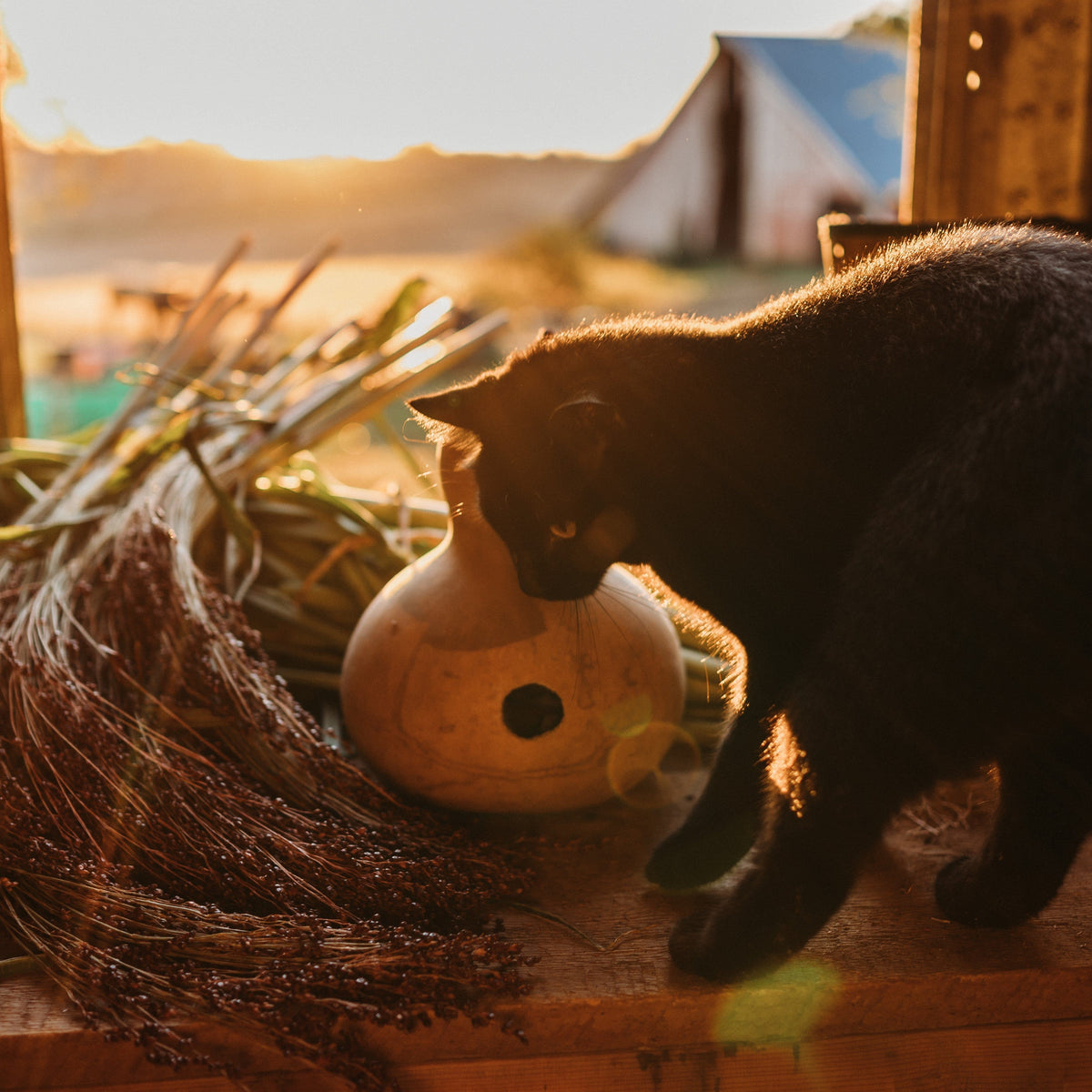 Birdhouse Gourd