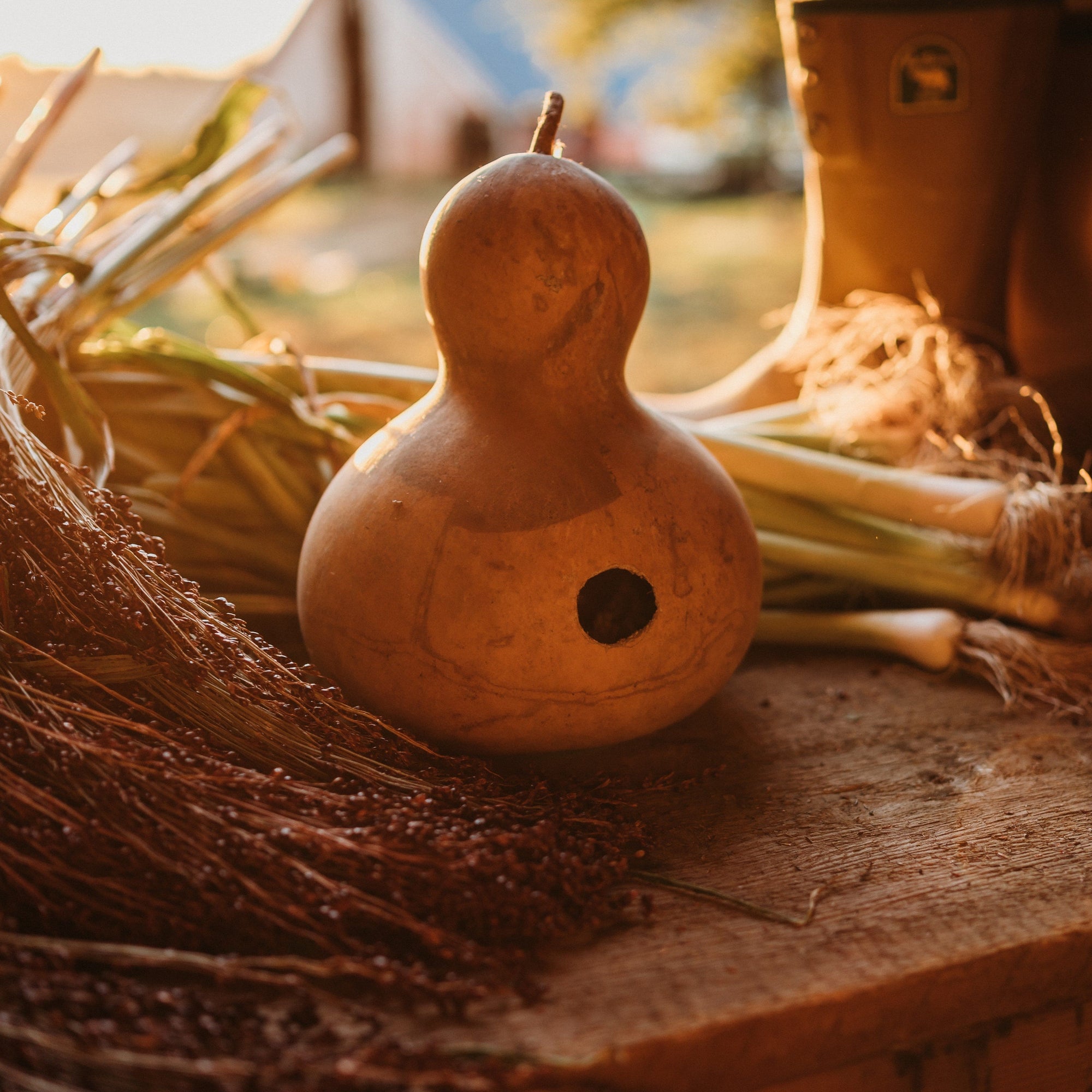 planting gourd seeds indoors Birdhouse Gourd