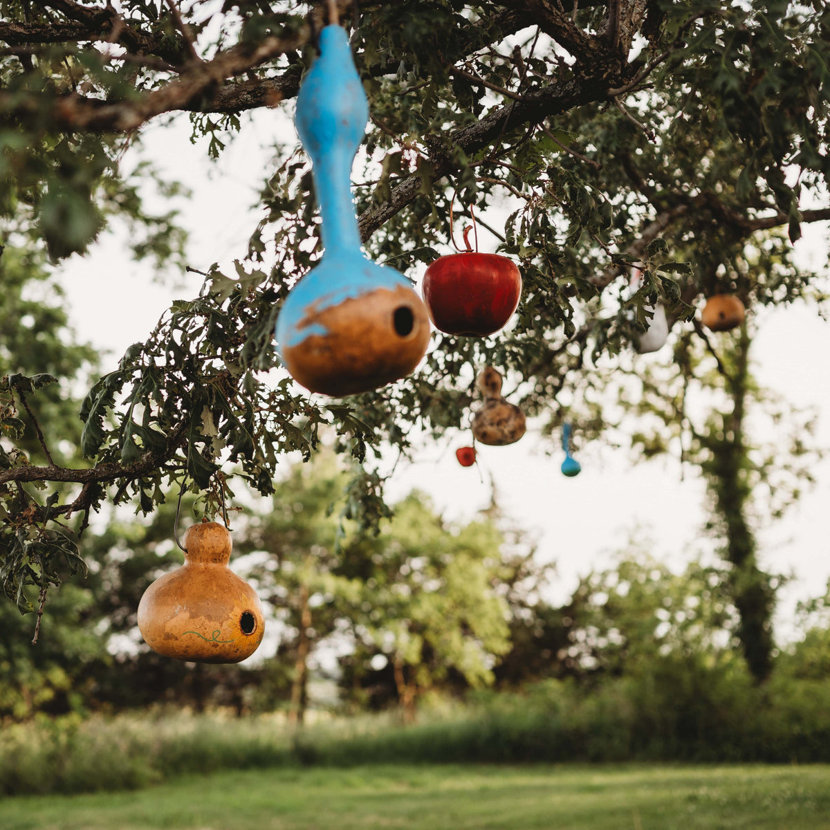 Birdhouse Gourd