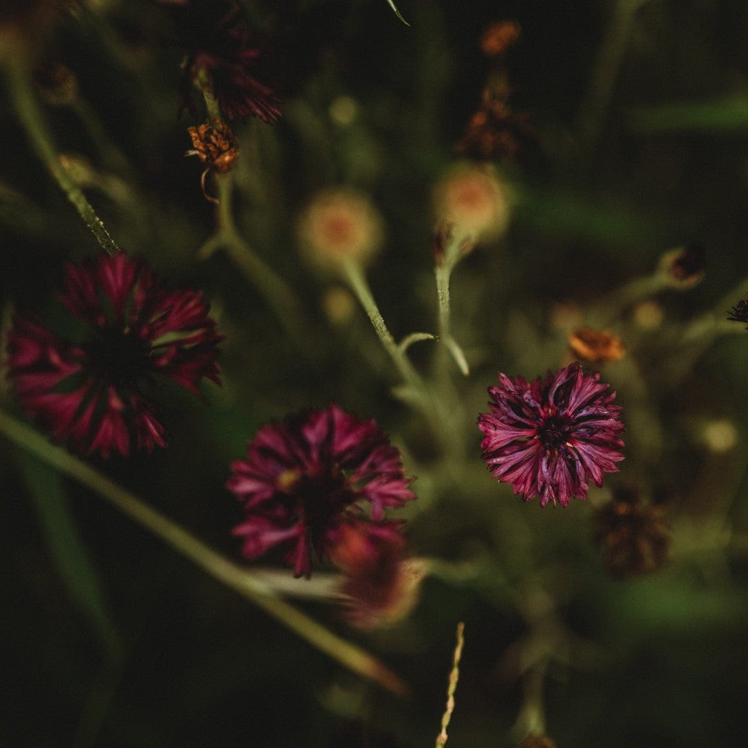 Black Ball Cornflower