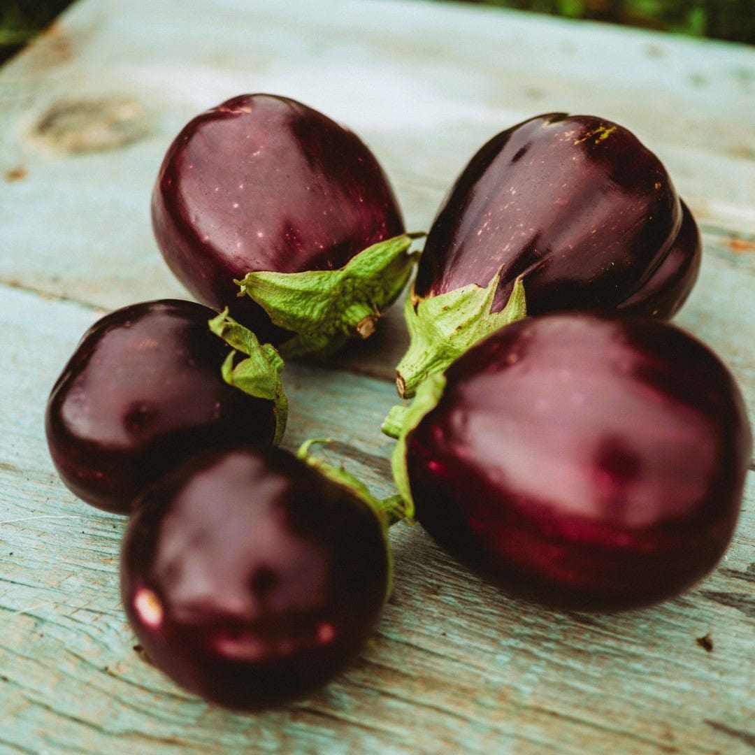 Black Beauty Eggplant