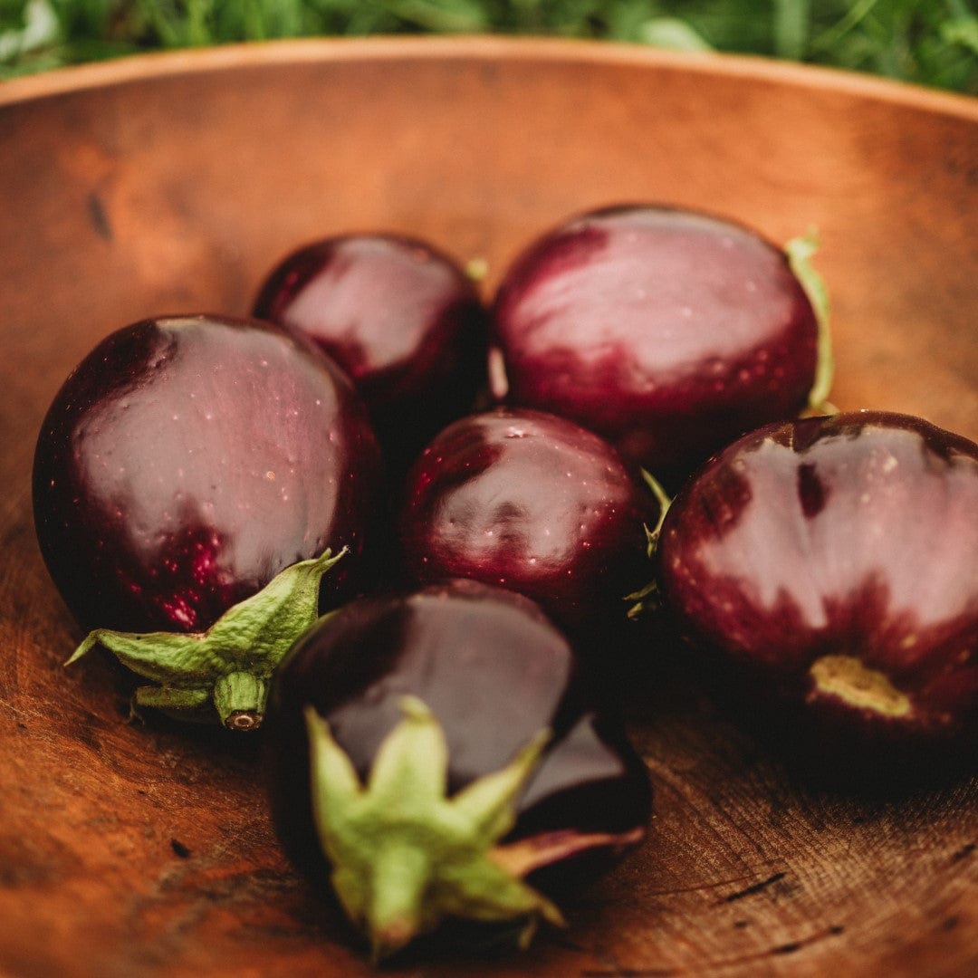 Black Beauty Eggplant