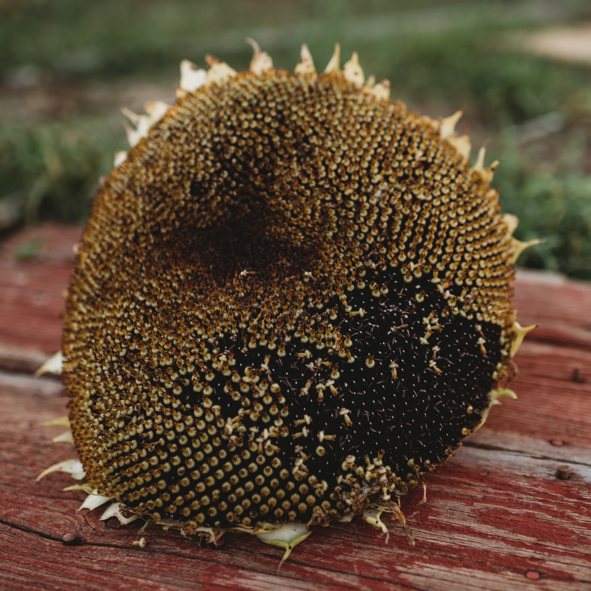 Black Mammoth Sunflower
