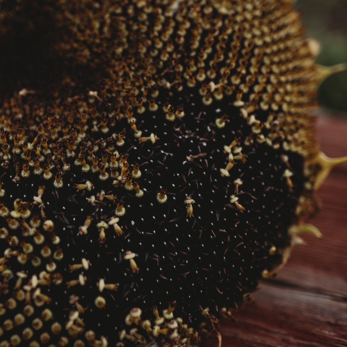 Black Mammoth Sunflower